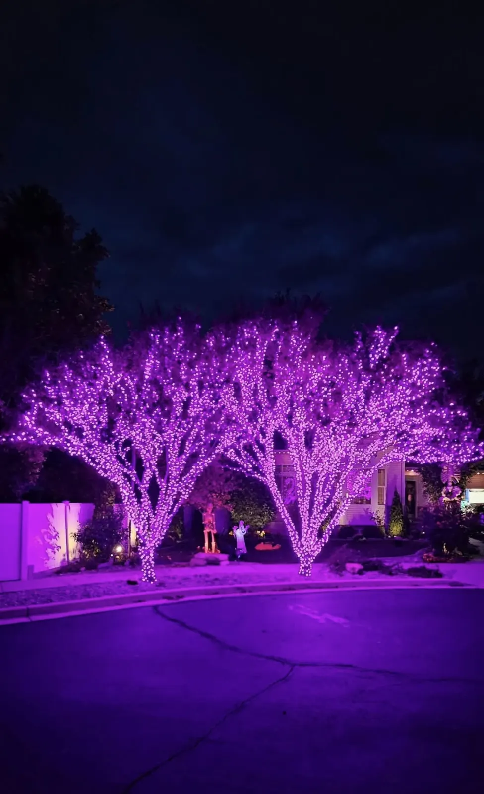 Purple Halloween lights wrapped on a front-yard tree